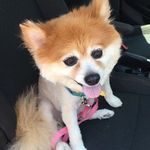 Meet your Posher, Patricia